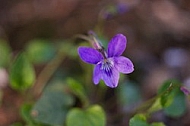 Spring, flowers, plants, background