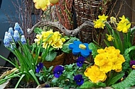 Spring, flowers, plants, background