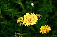 Spring, flowers, plants, background