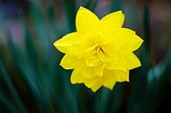 Spring, flowers, plants, background