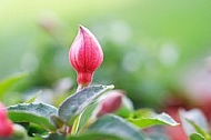 Spring, flowers, plants, background