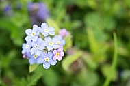 Spring, flowers, plants, background