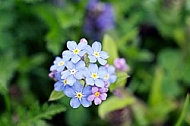 Spring, flowers, plants, background