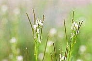 Spring, flowers, plants, background