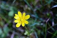 Spring, flowers, plants, background