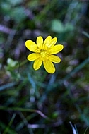 Spring, flowers, plants, background