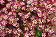 Spring, flowers, plants, background