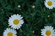 Spring, flowers, plants, background