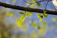 Spring, flowers, plants, background