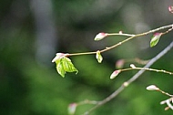 Spring, flowers, plants, background