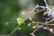 Spring, flowers, plants, background