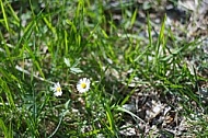 Spring, flowers, plants, background