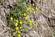 Spring, flowers, plants, background