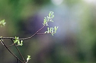 Spring, flowers, plants, background