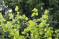 Spring, flowers, plants, background