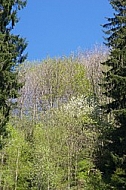 Spring, flowers, plants, background