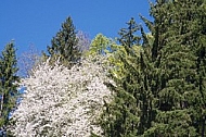 Spring, flowers, plants, background