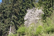 Spring, flowers, plants, background