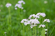 Spring, flowers, plants, background