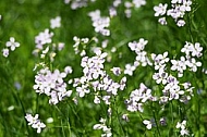 Spring, flowers, plants, background