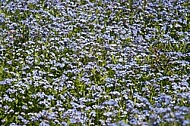 Spring, flowers, plants, background