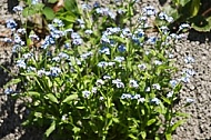 Spring, flowers, plants, background