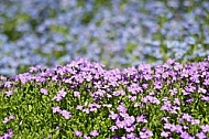 Spring, flowers, plants, background