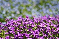 Spring, flowers, plants, background