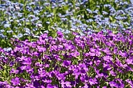 Spring, flowers, plants, background