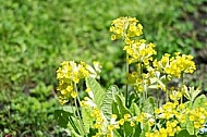 Spring, flowers, plants, background