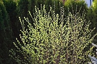 Spring, flowers, plants, background