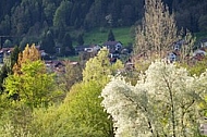 Spring, flowers, plants, background