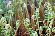 Spring, flowers, plants, background