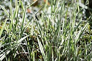 Spring, flowers, plants, background