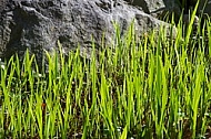 Spring, flowers, plants, background