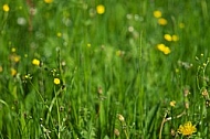 Spring, flowers, plants, background