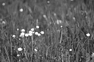 Spring, flowers, plants, background