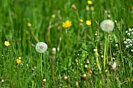 Spring, flowers, plants, background