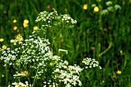 Spring, flowers, plants, background