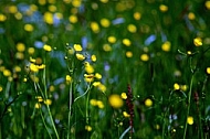 Spring, flowers, plants, background