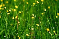 Spring, flowers, plants, background