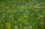 Spring, flowers, plants, background