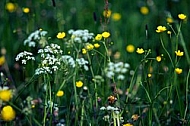 Spring, flowers, plants, background