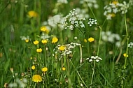 Spring, flowers, plants, background