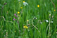 Spring, flowers, plants, background