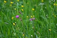 Spring, flowers, plants, background