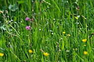 Spring, flowers, plants, background