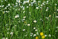 Spring, flowers, plants, background