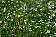 Spring, flowers, plants, background