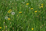 Spring, flowers, plants, background